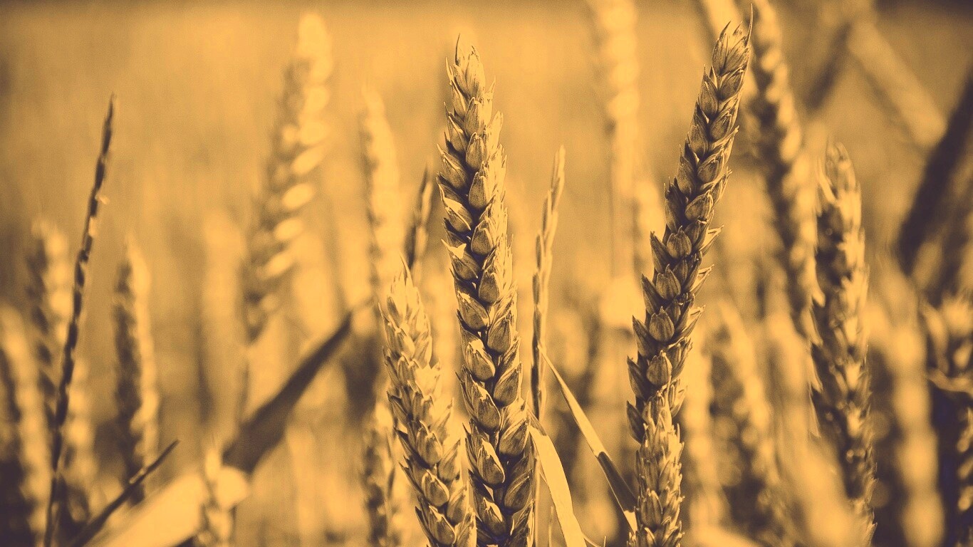 Молодые пшеничные колосья обои