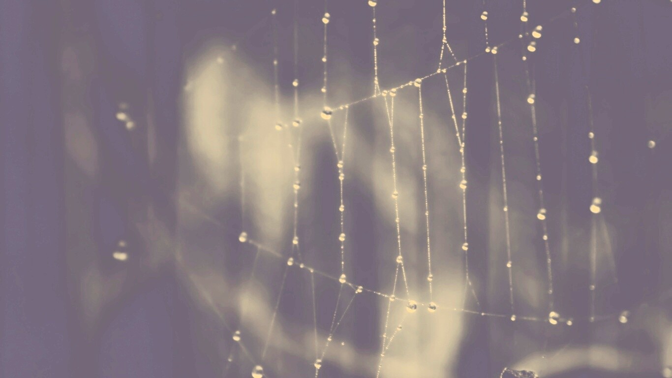 Роса на паутине обои