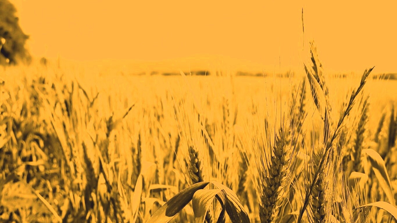 В полях обои