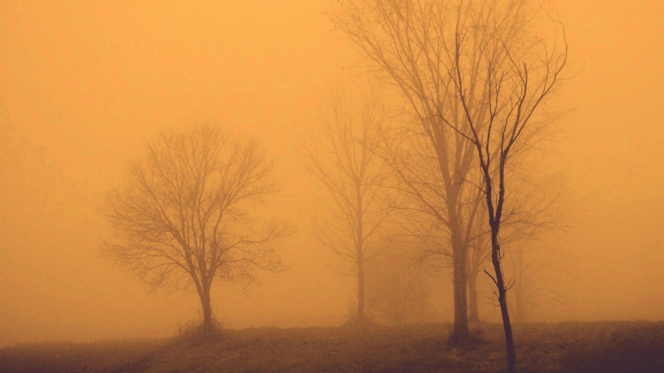 Деревья в тумане обои