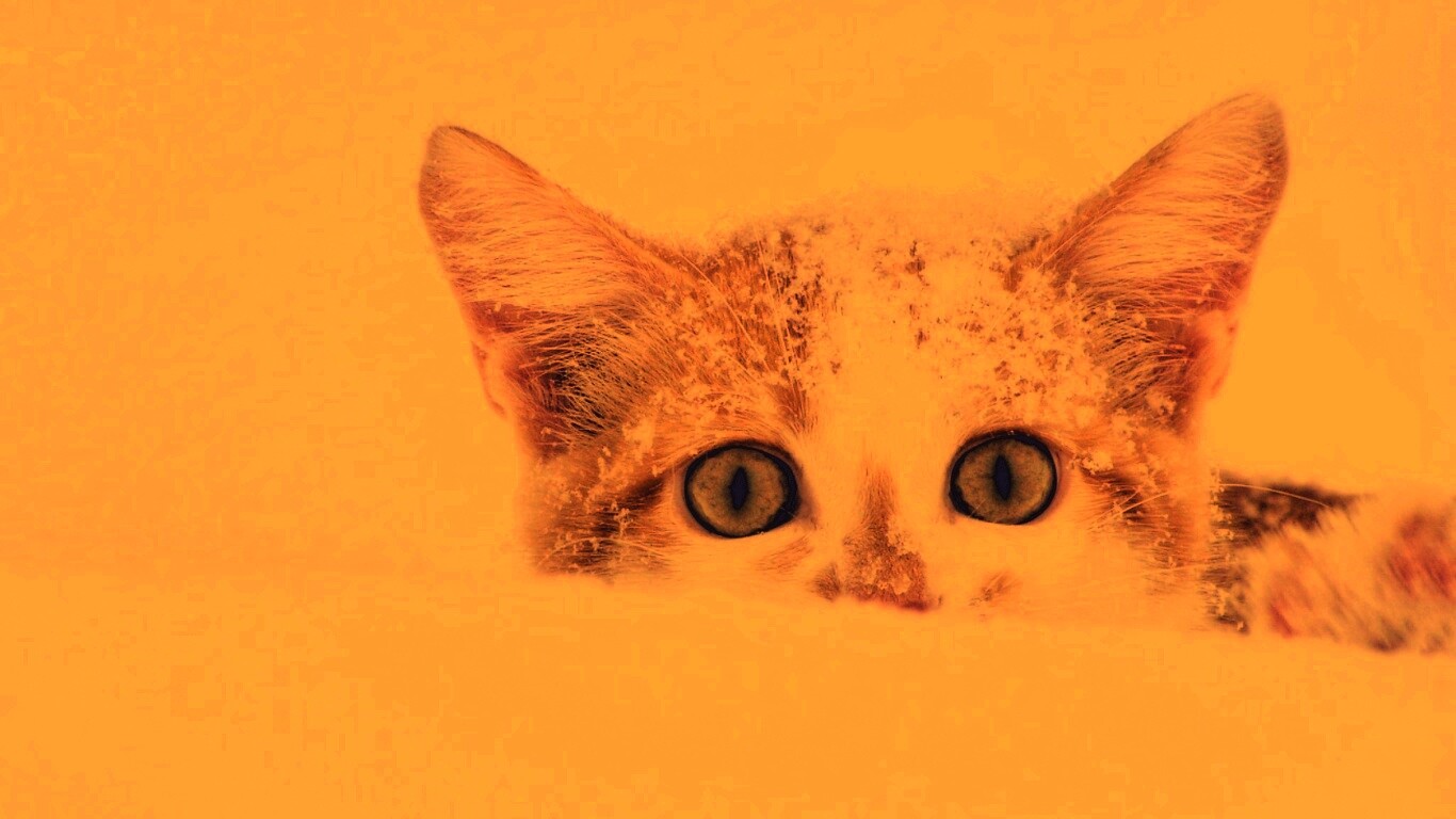 Рыжий котёнок в снегу обои