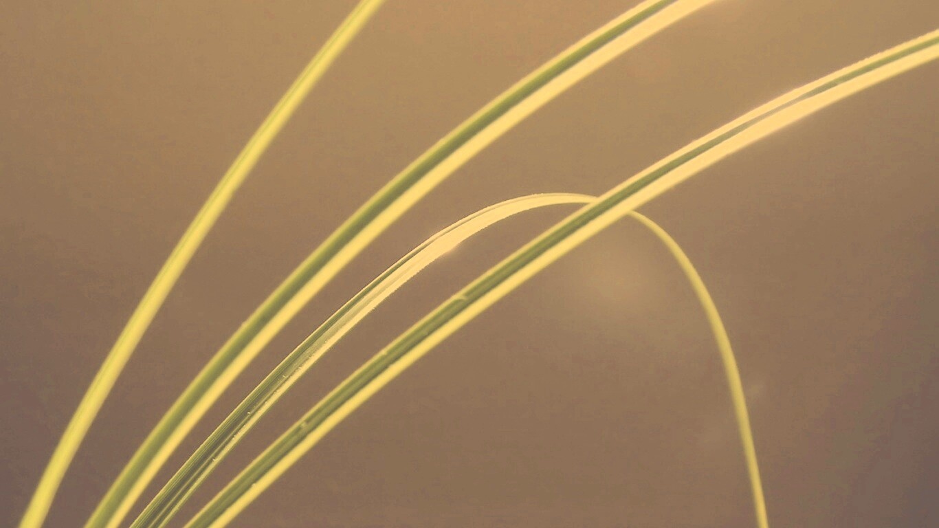 Четыре травинки обои