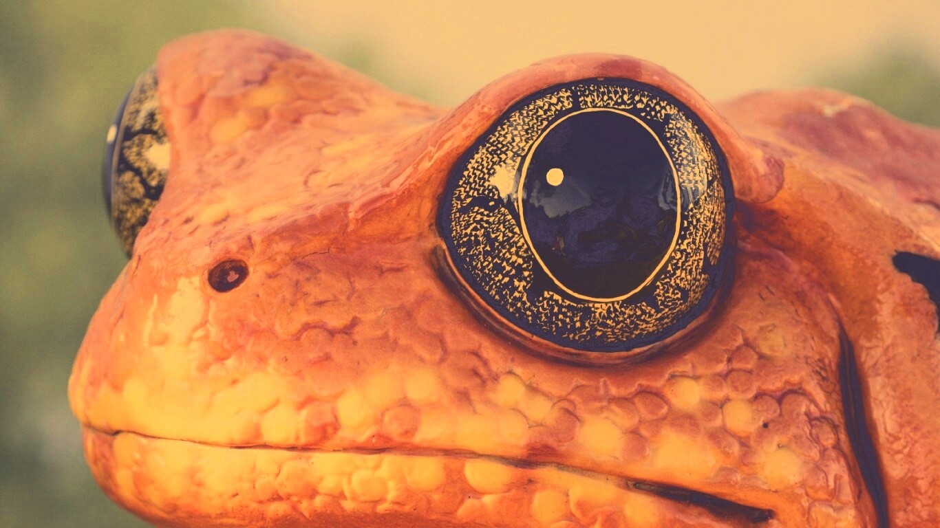 Красная лягушка обои