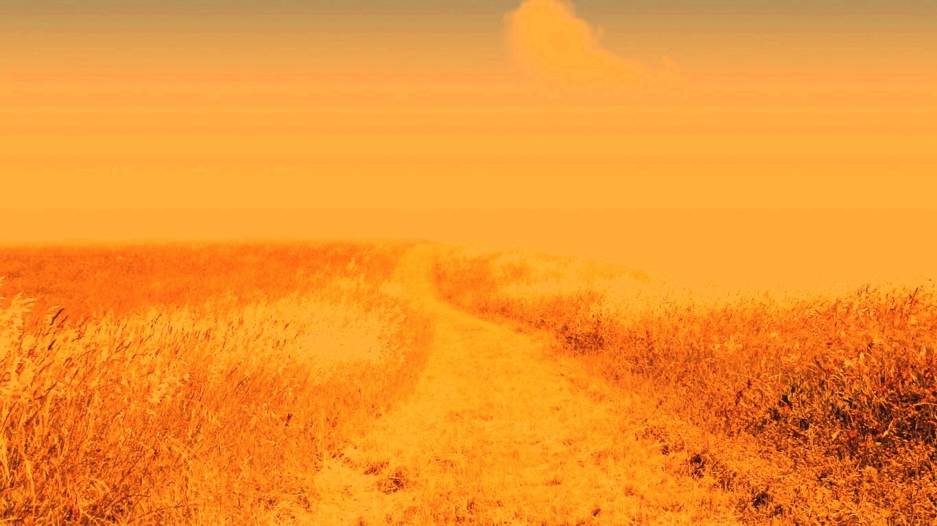 Золоте поле обои