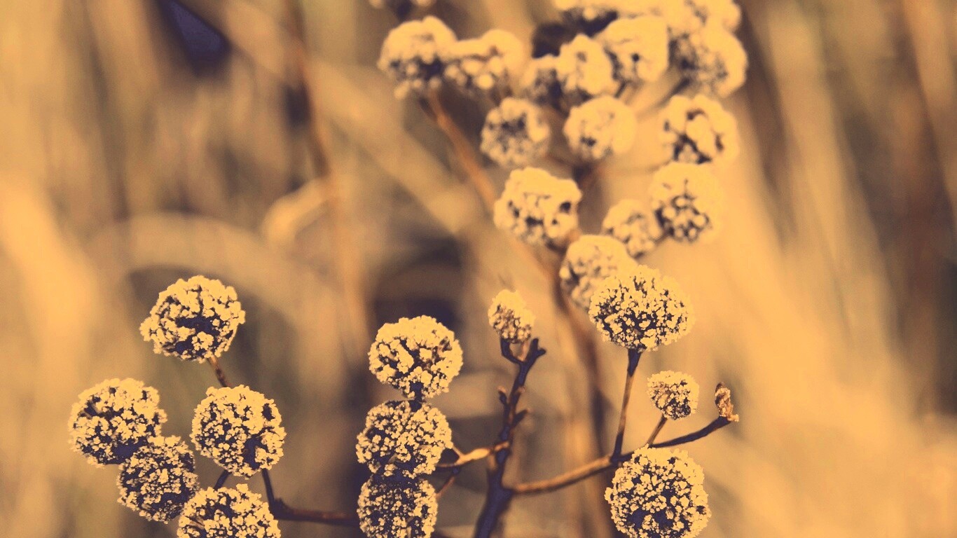 Иний на растении обои