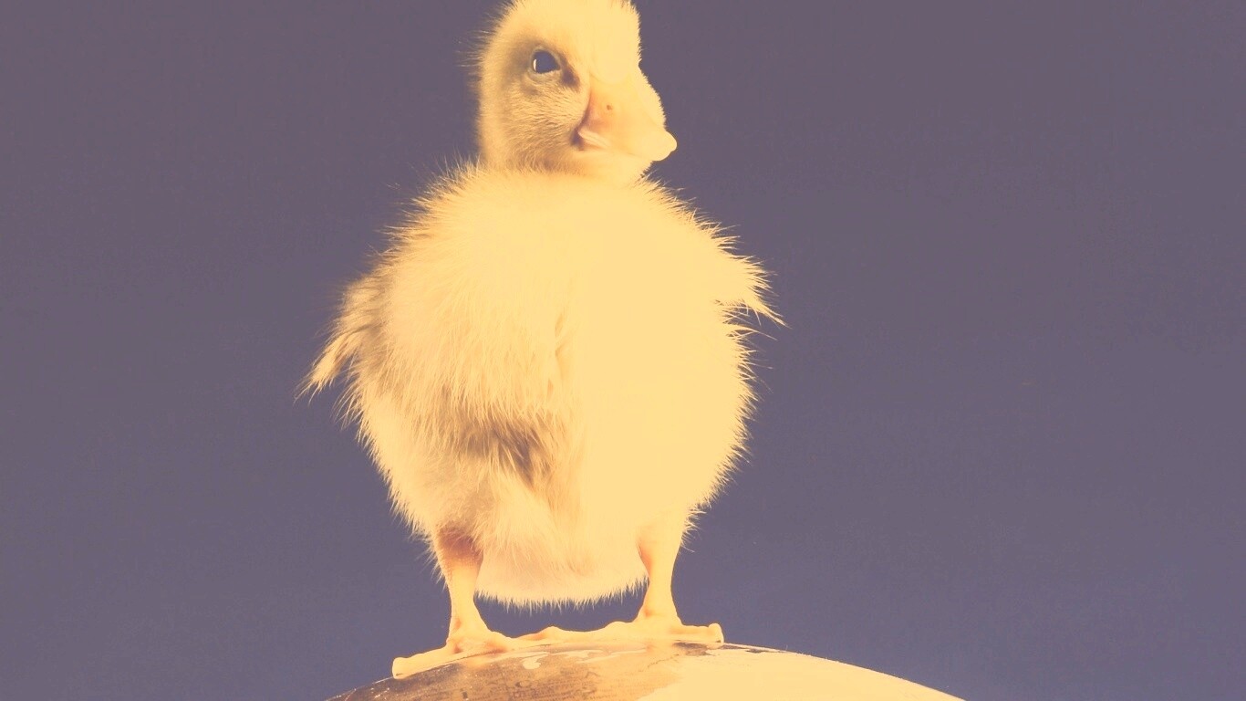 Утёнок на глобусе обои