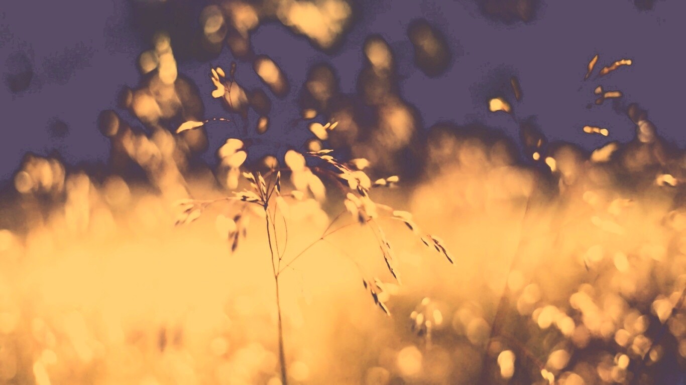 Трава на солнце обои