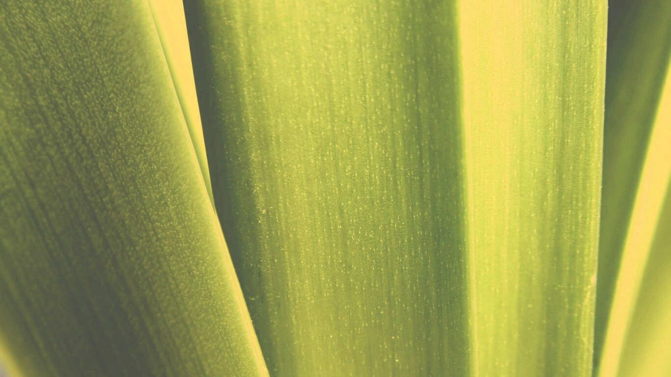 Сочная травинка обои