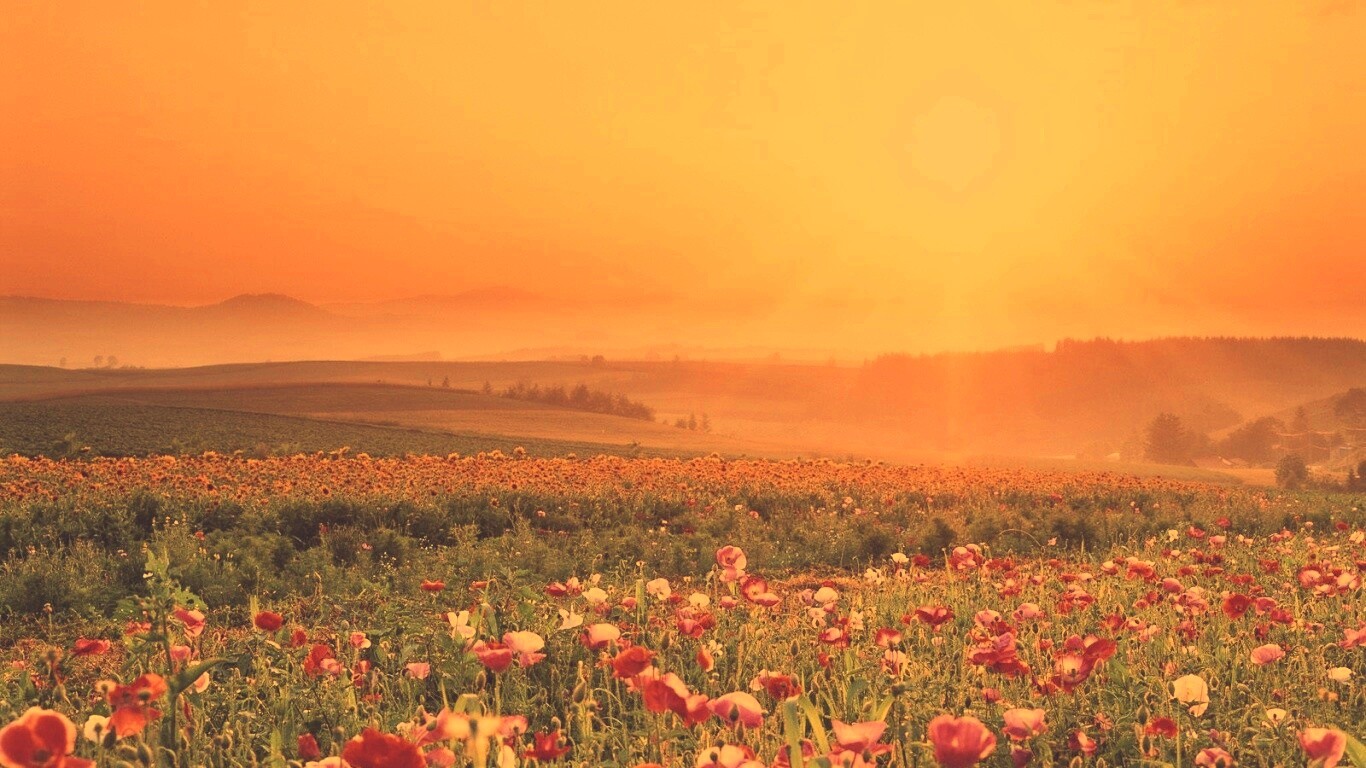 Цветущие поля обои