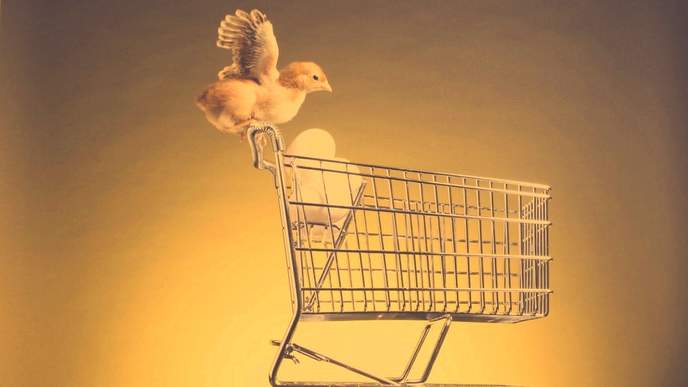 Цыплёнок покупает яйца обои