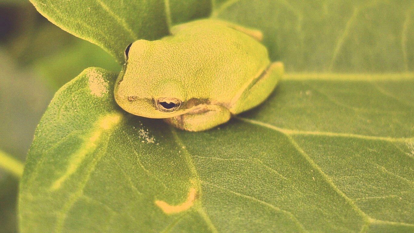 Лягушка на листике обои