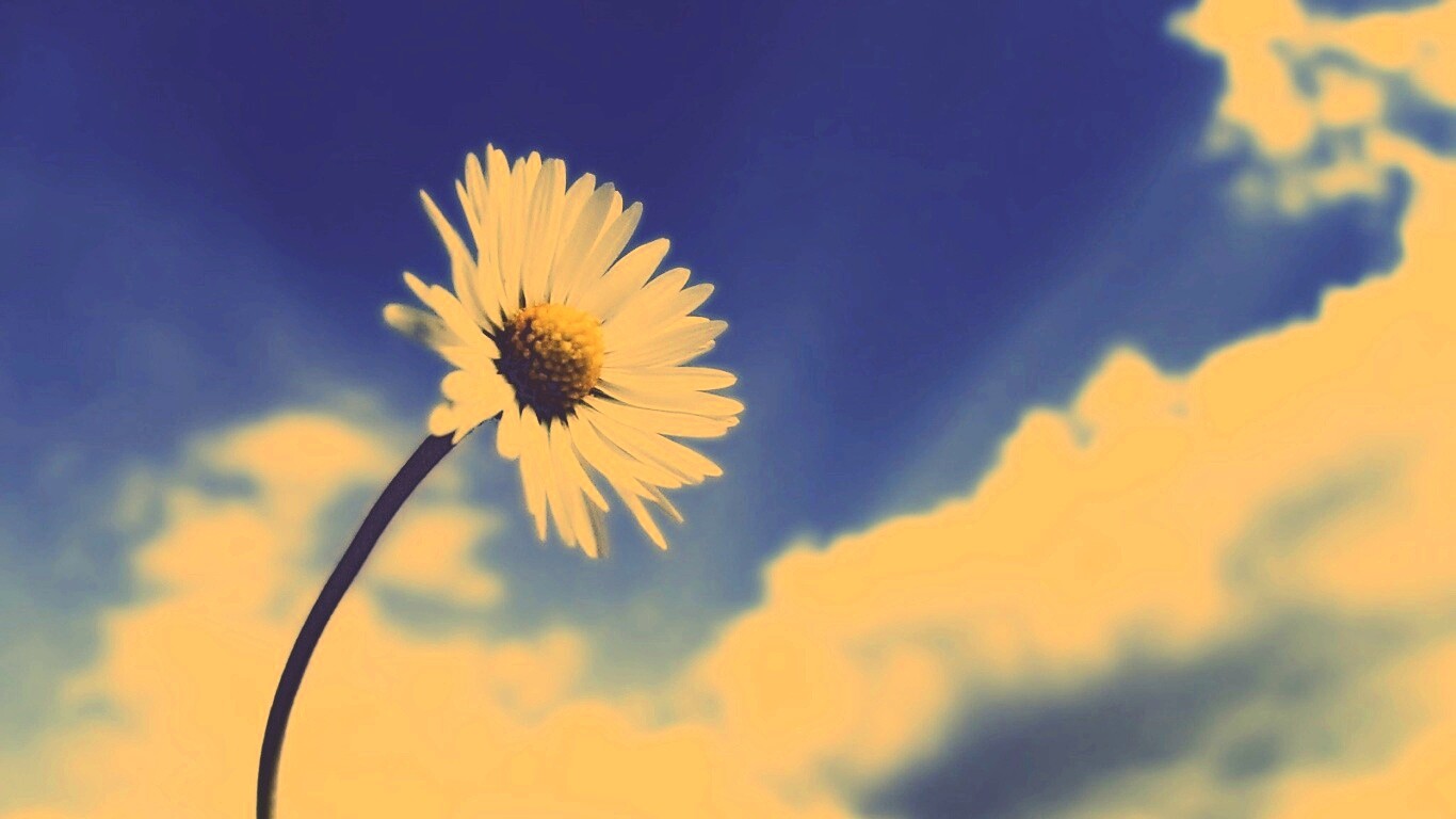 Ромашка на фоне неба обои