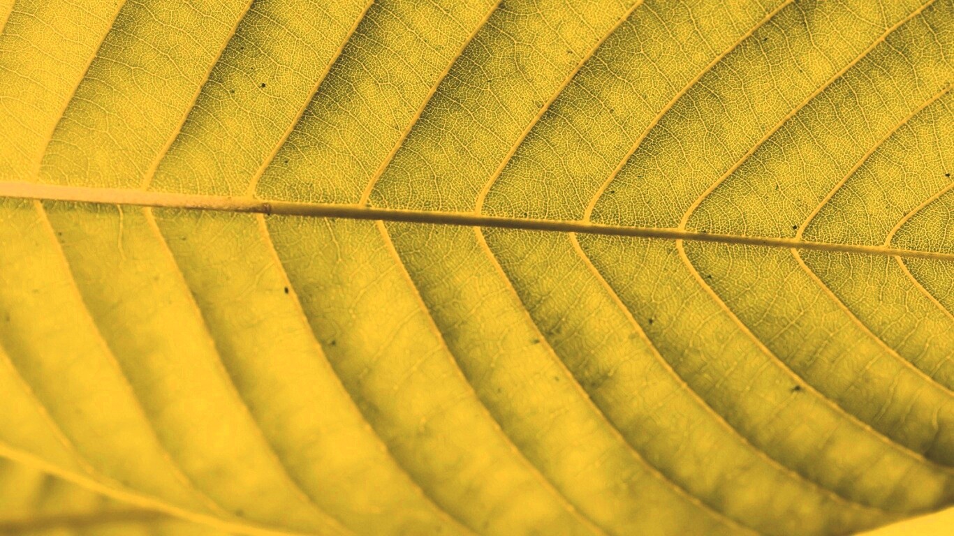 Листик обои