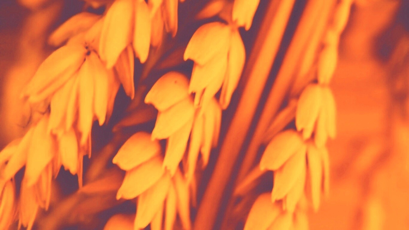 Оранжевое соцветие обои