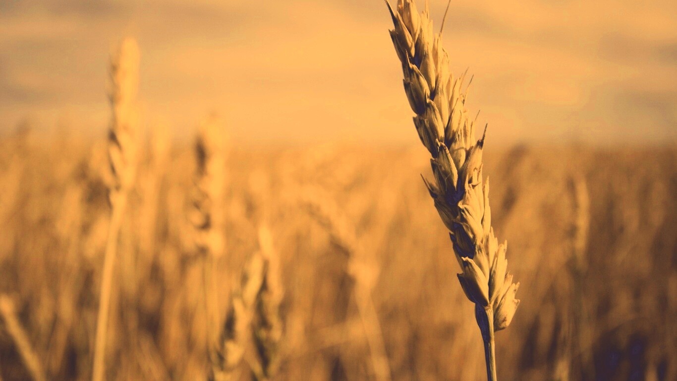 Колосок обои