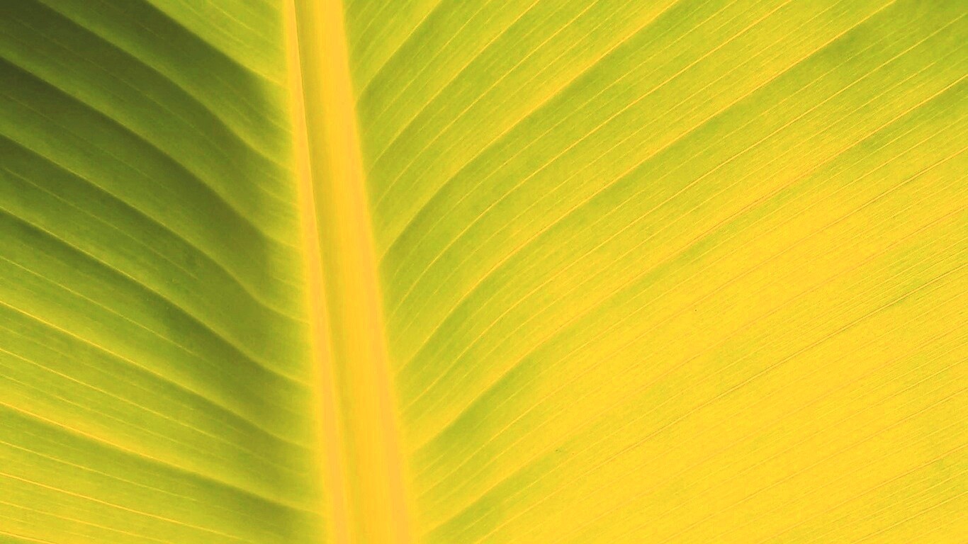 Желтый черенок листа обои