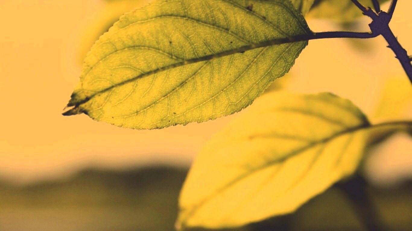 Три листа обои