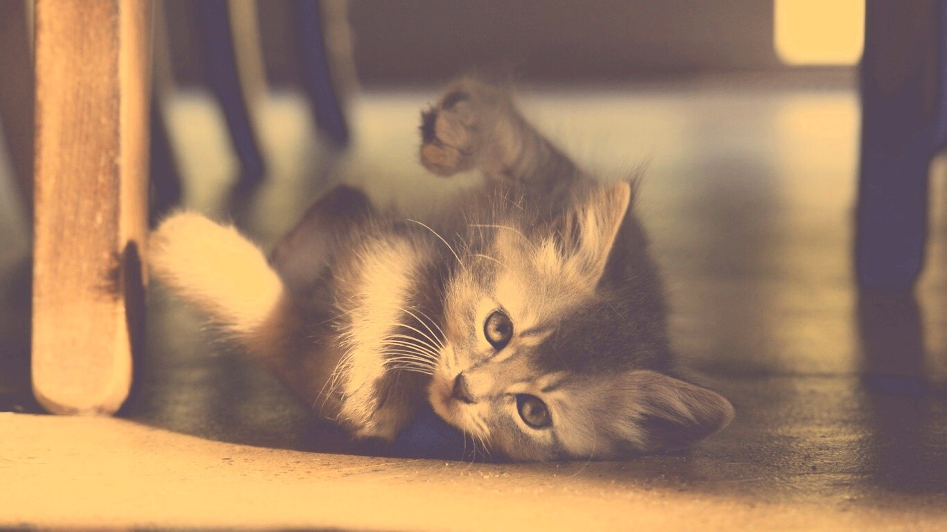 Котенок играет под стулом обои