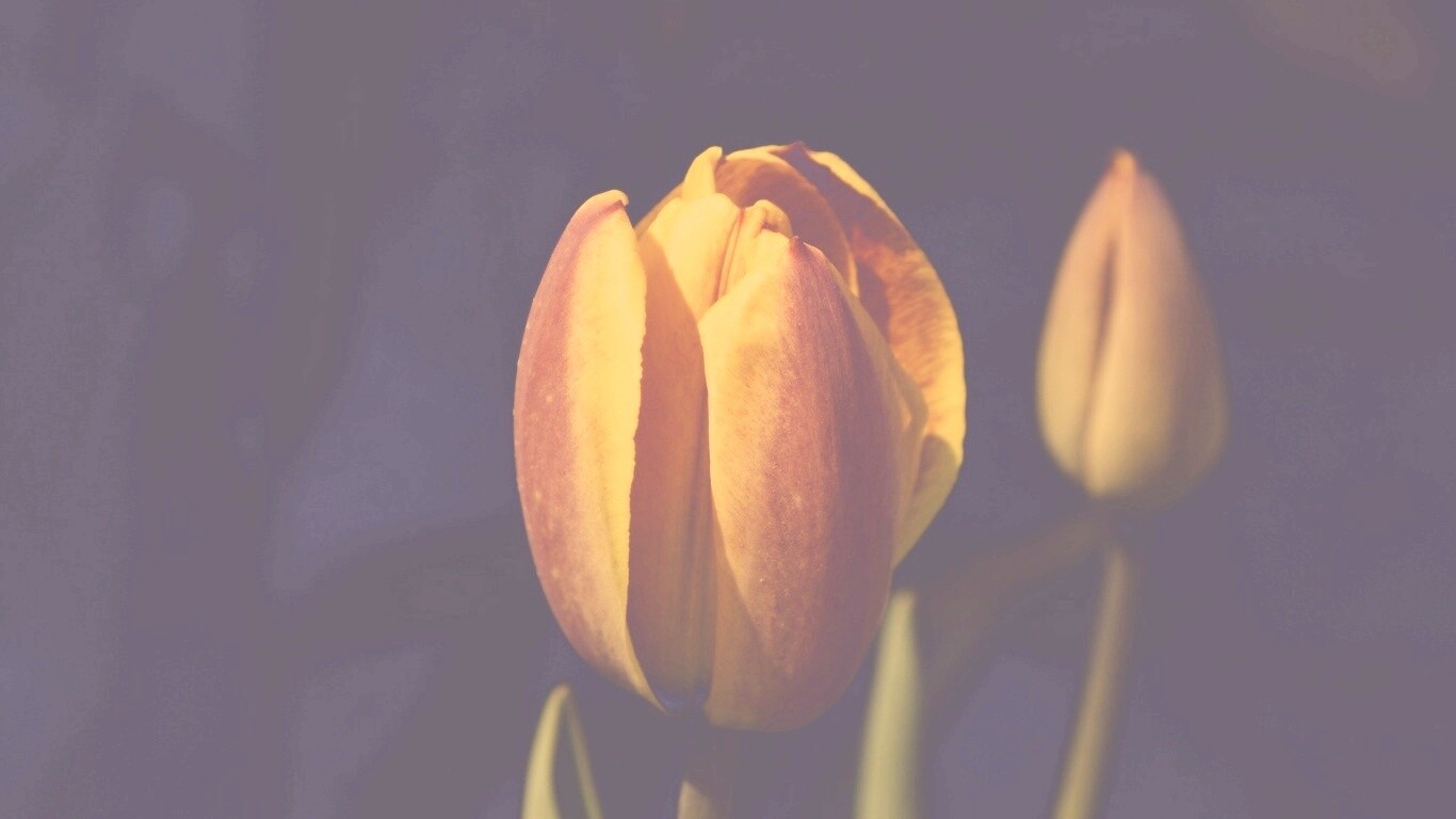 Распускающийся тюльпан обои