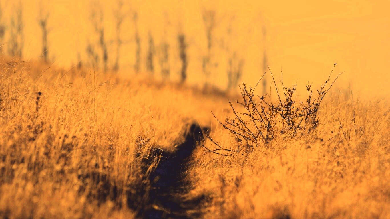 Тропинка в поле обои