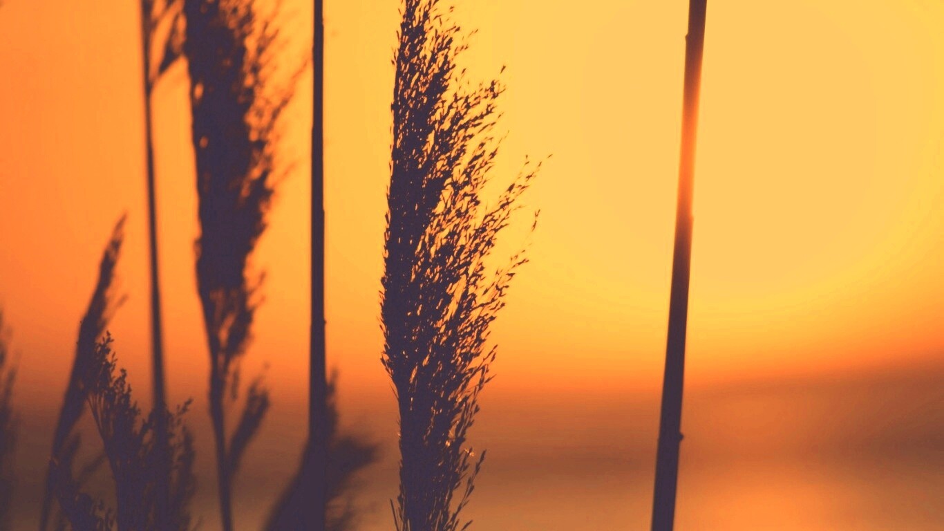 Травинка на закате обои