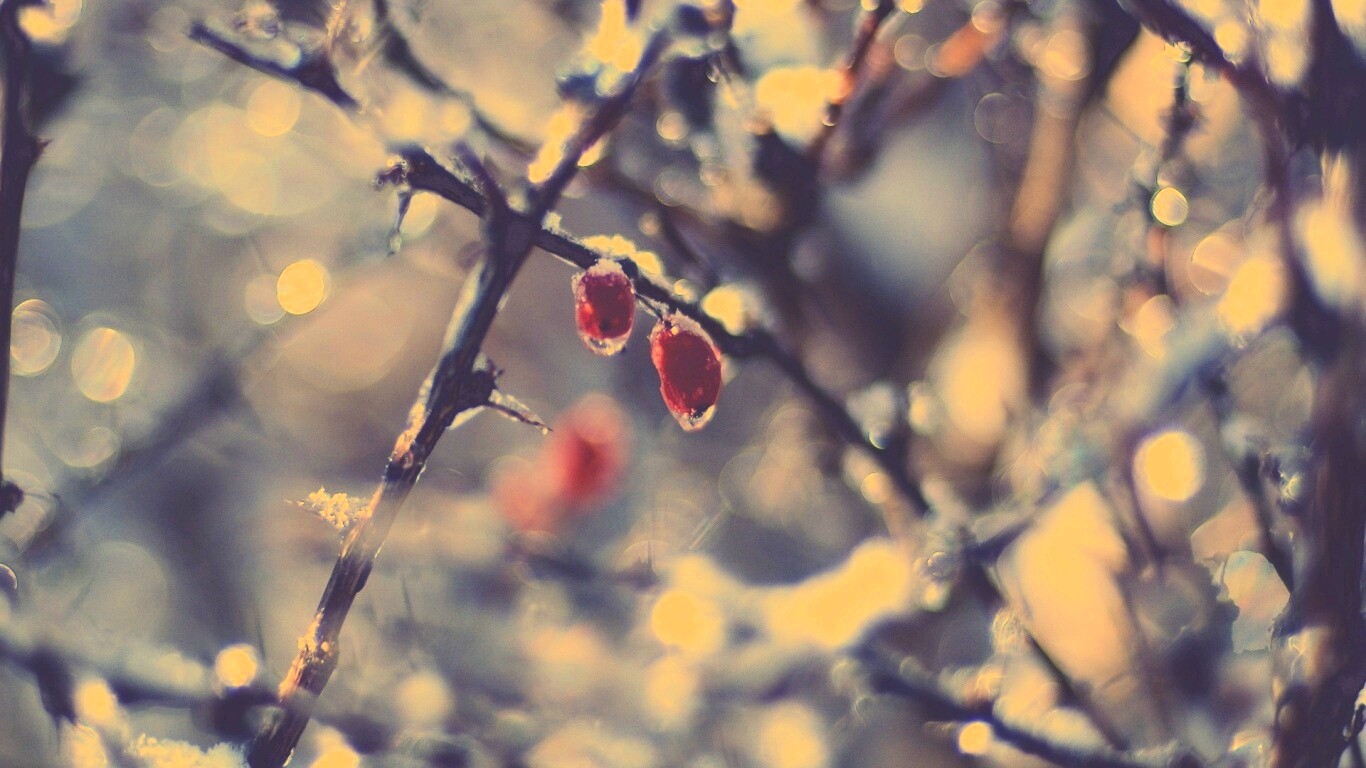 Замерзшие ягоды обои