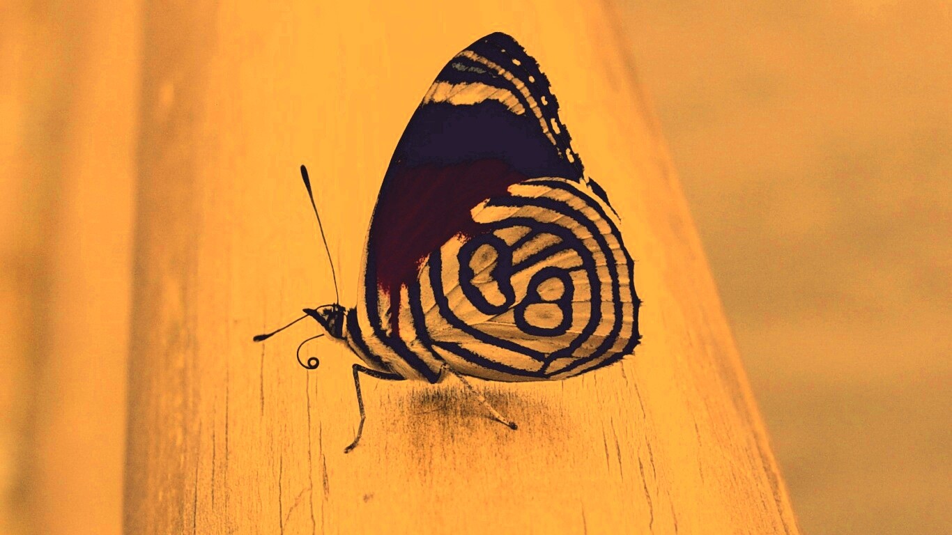 Бабочка на бревне обои