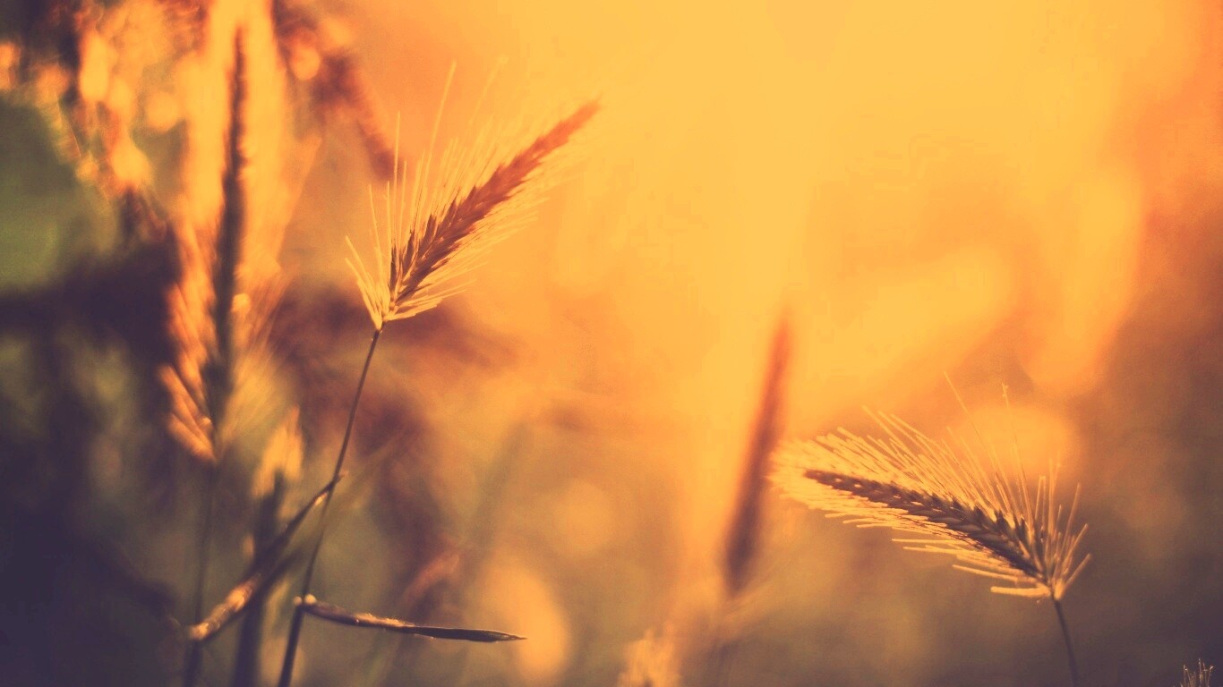 Травинки на солнце обои