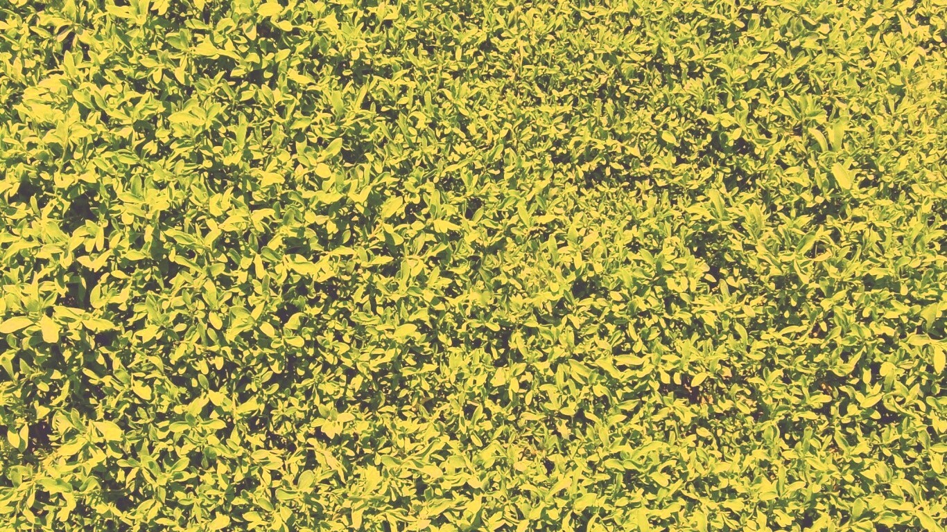 Чайные листья обои