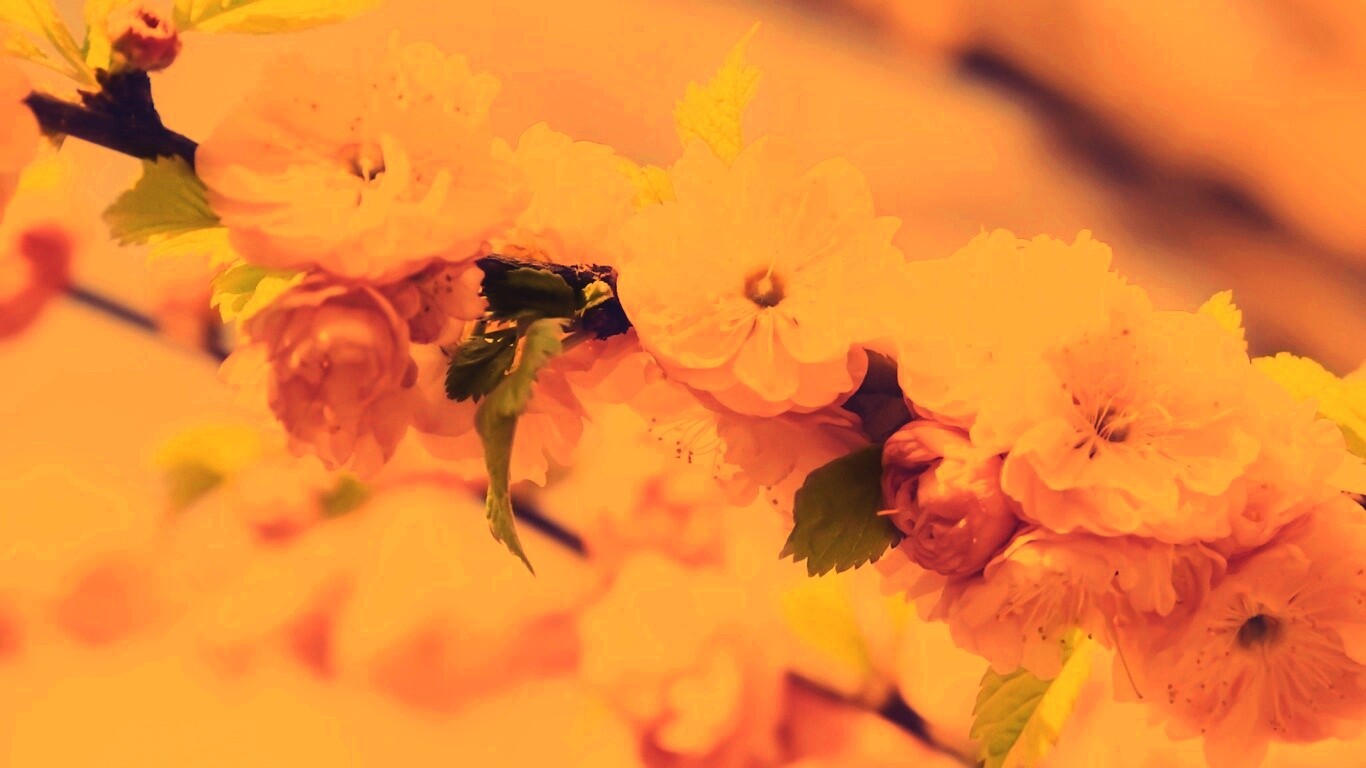 Ветка с цветами обои