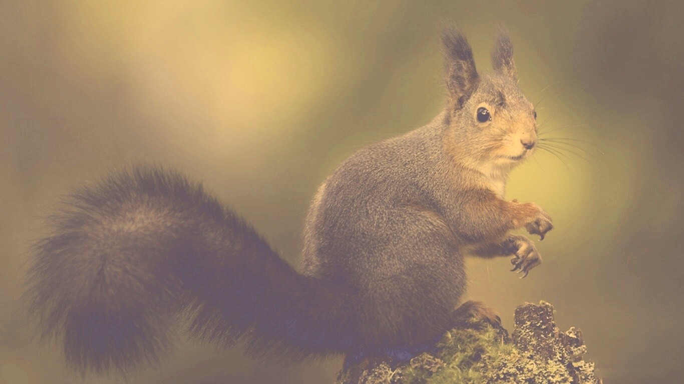 Белку застали врасплох обои