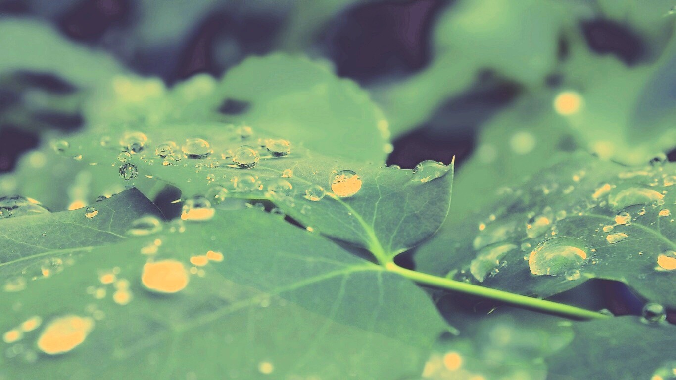 Синеватый лист обои