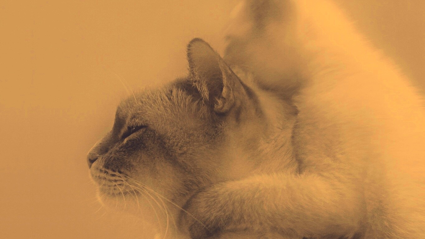 Котёнок обнимает маму обои