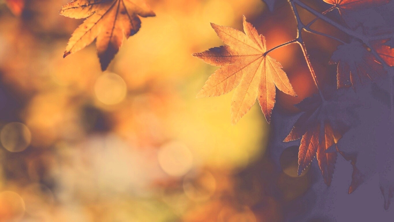 Осенние листья обои