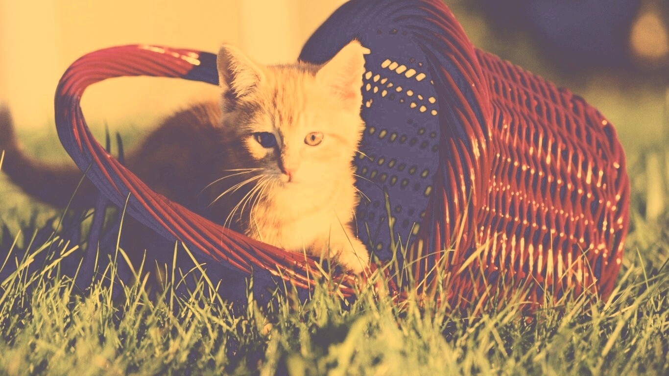Рыжий котенок в корзине обои
