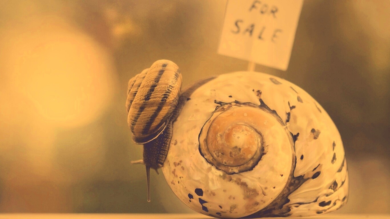 Улитка приматрвиает новый дом обои