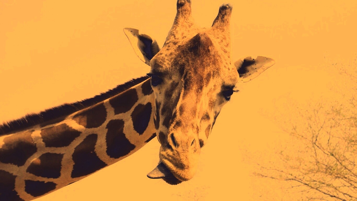 Жираф показывает язык обои