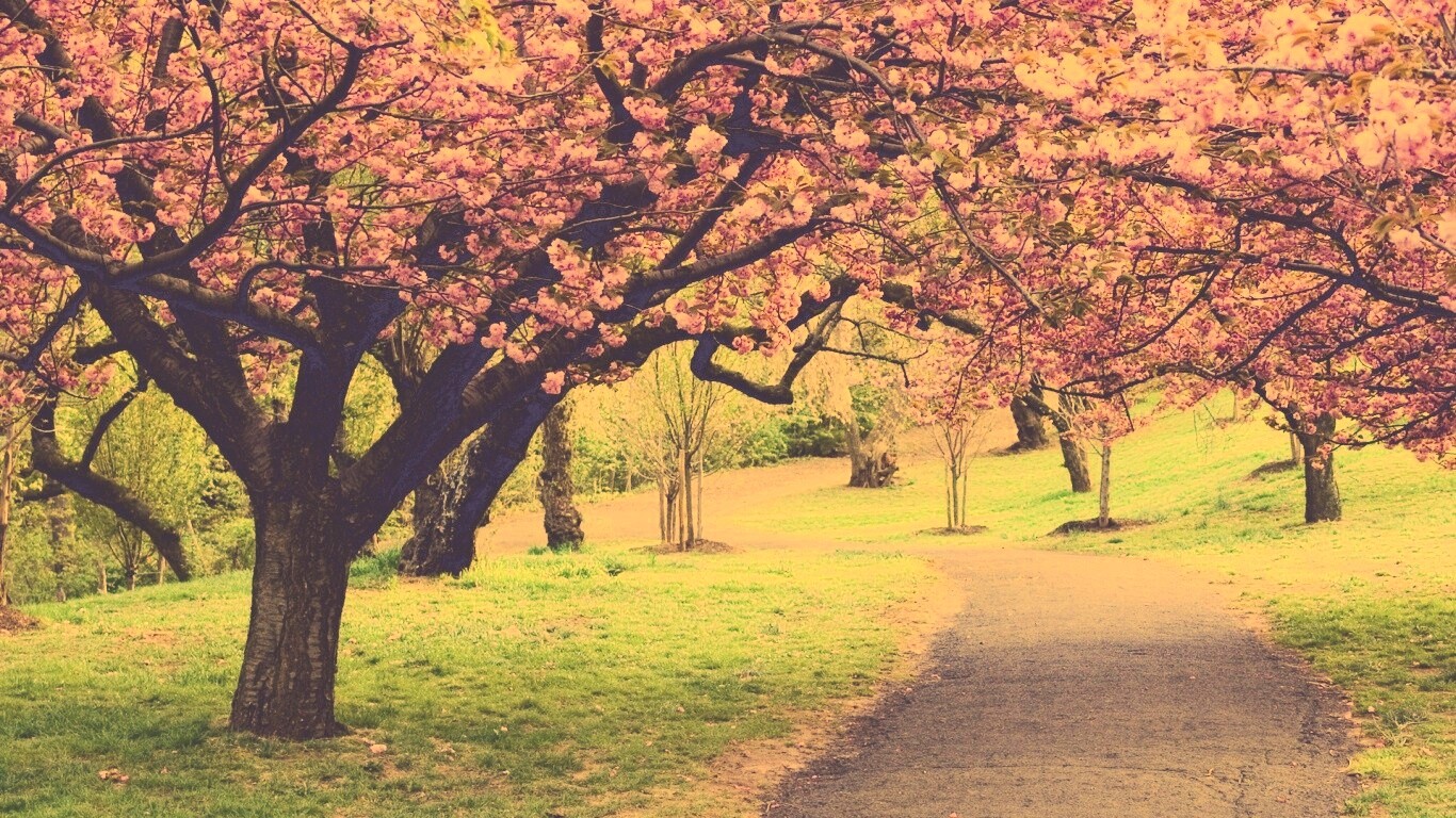 Дорожка между деревьями обои