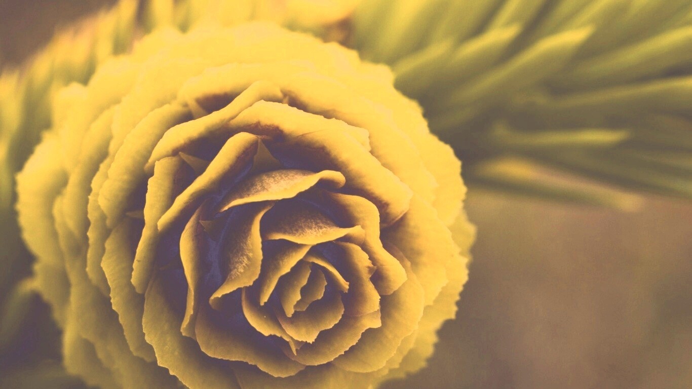 Молодая шишка обои