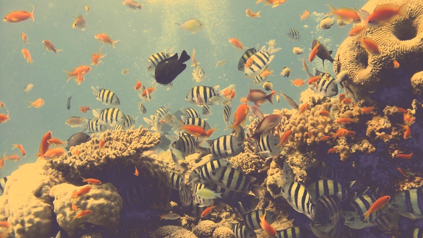 Жизнь в корраловом рифе обои