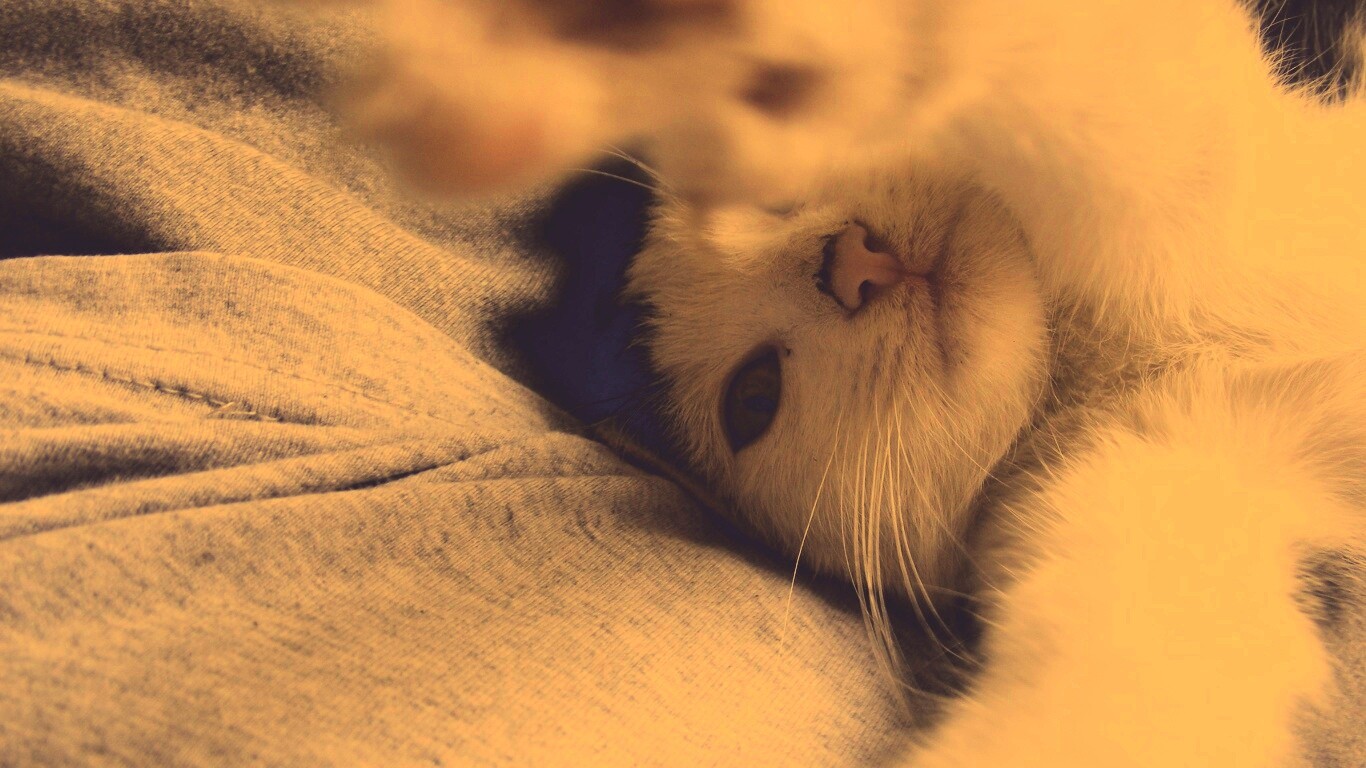 Кот фоткает сам себя обои