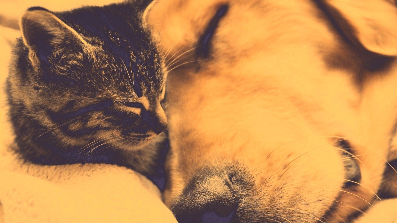 Кошка спит с собакой обои