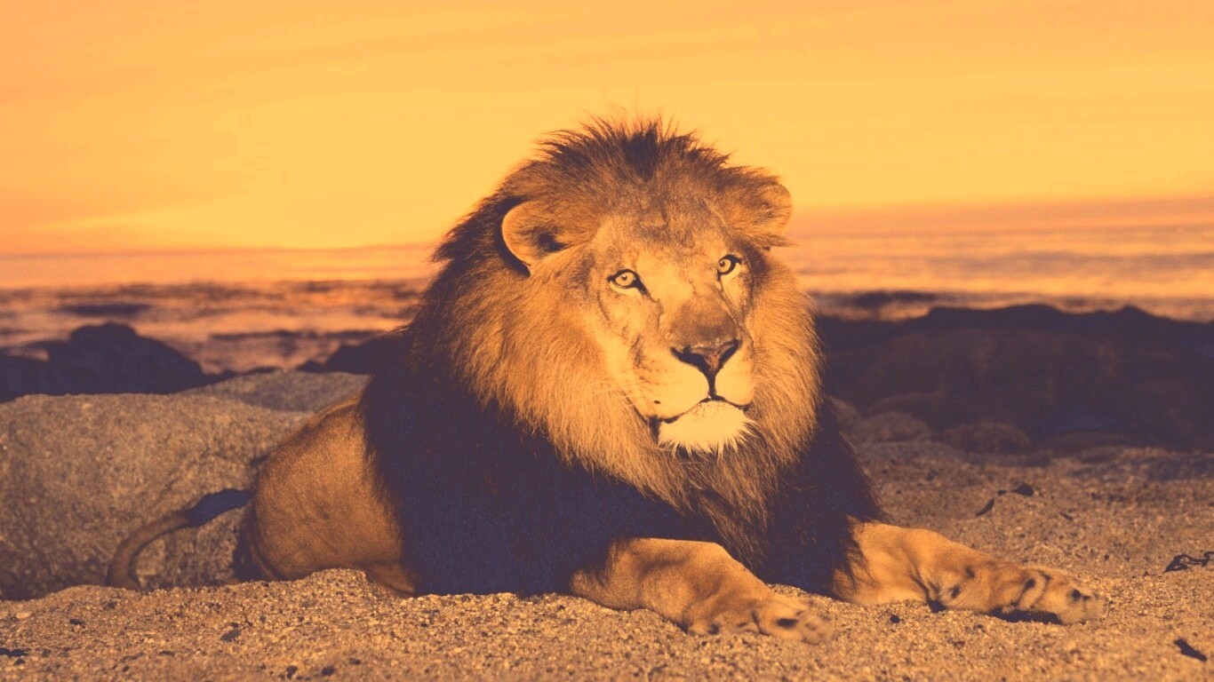 Лев на берегу океана обои