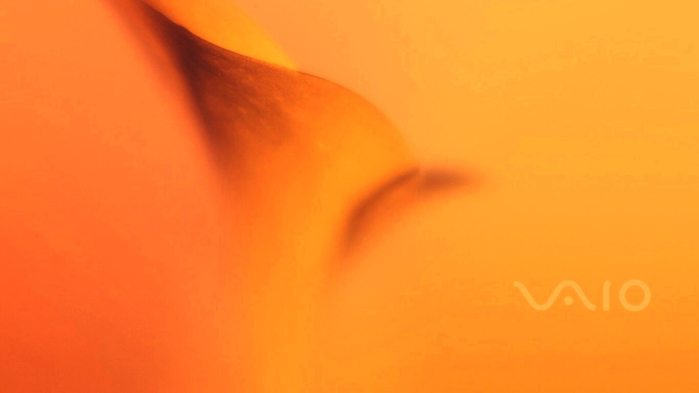 Цветок и логотип Vaio обои