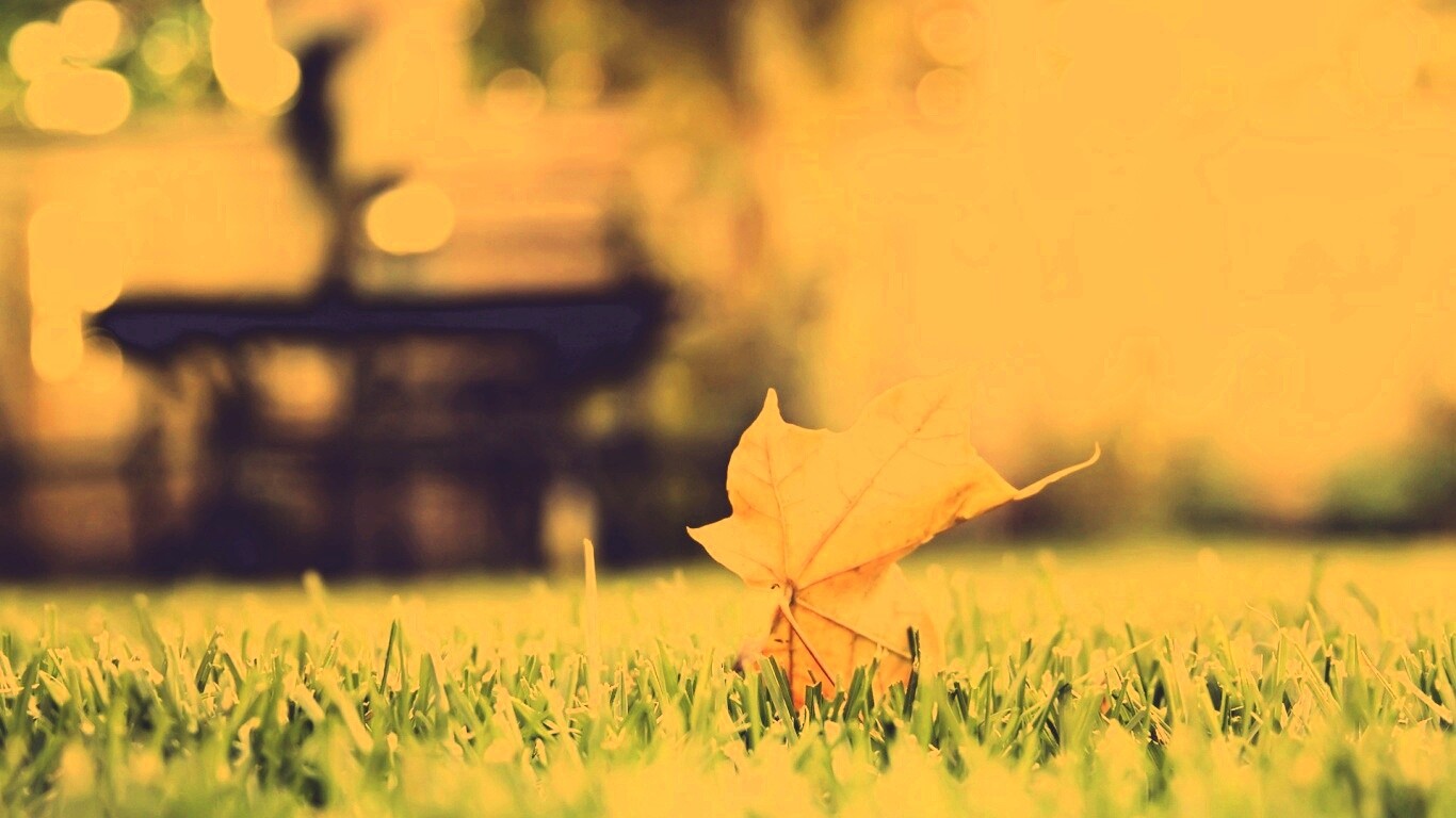 Зеленый лист на траве обои