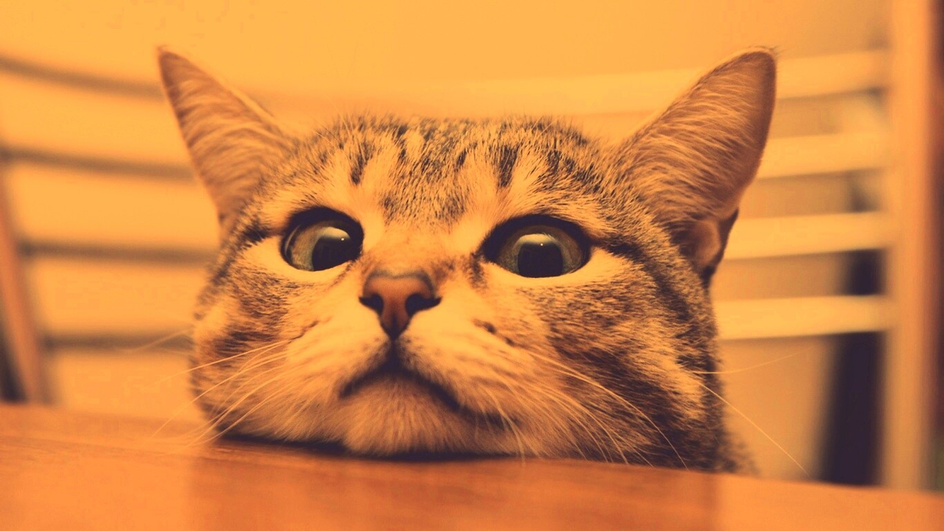 Любопытный котейка обои