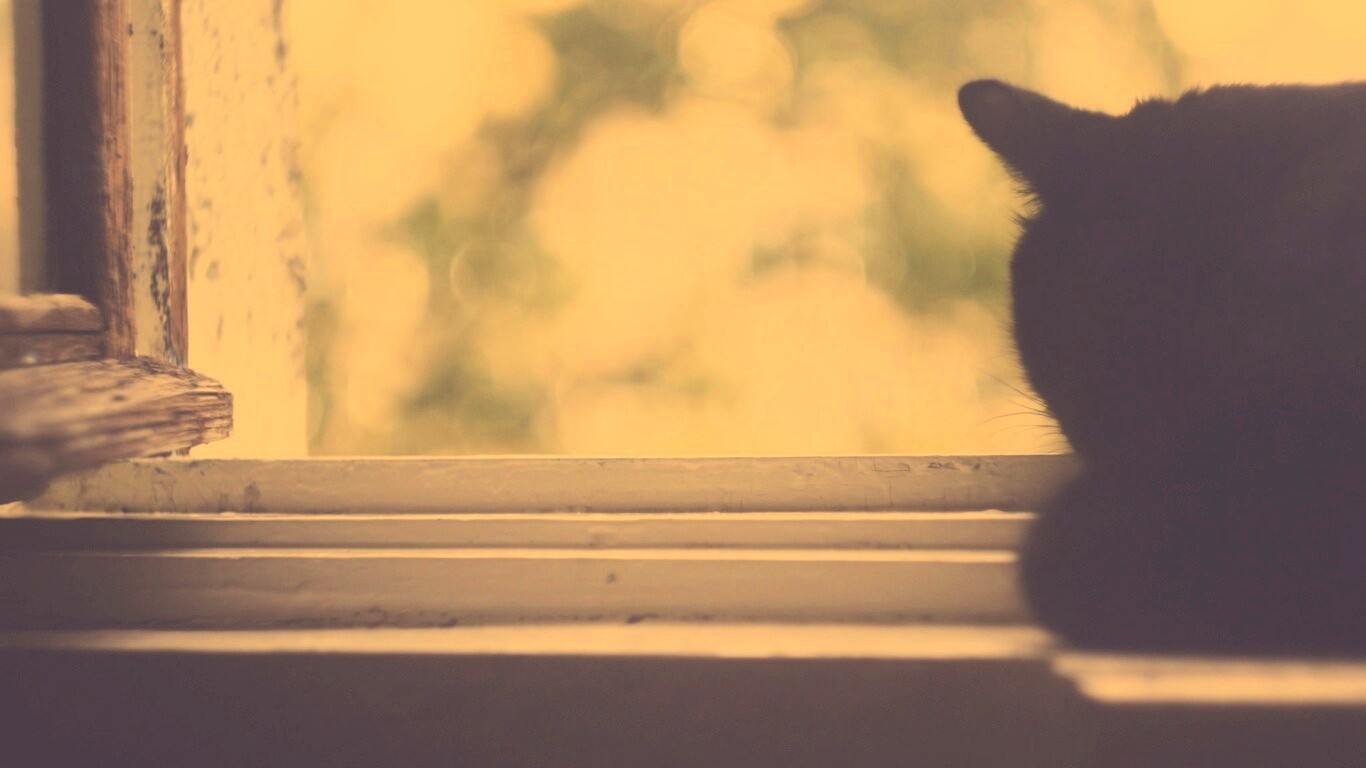 Дремлющий на окне черный кот обои