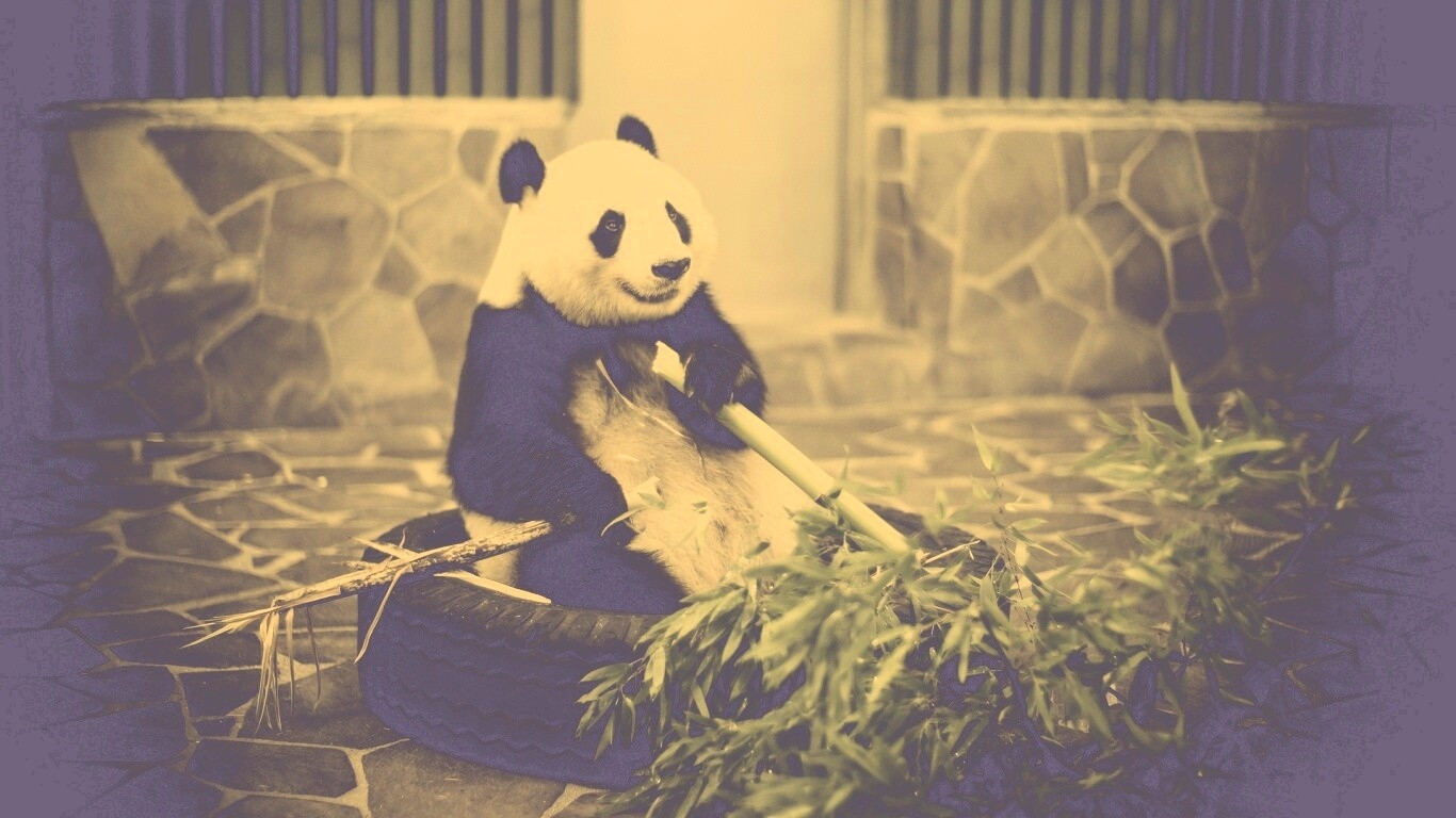 Панда точит бамбук обои
