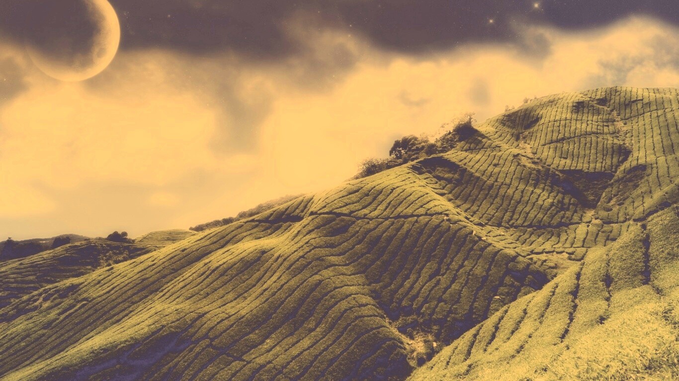 Чайные поля обои