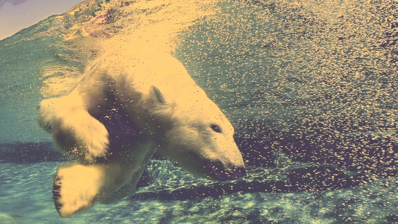 Нырнувший белый медведь обои